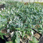 Styx Eucalyptus plants in the greenhouse