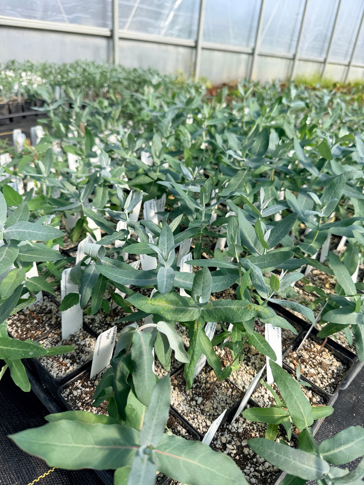 Styx Eucalyptus plants in the greenhouse