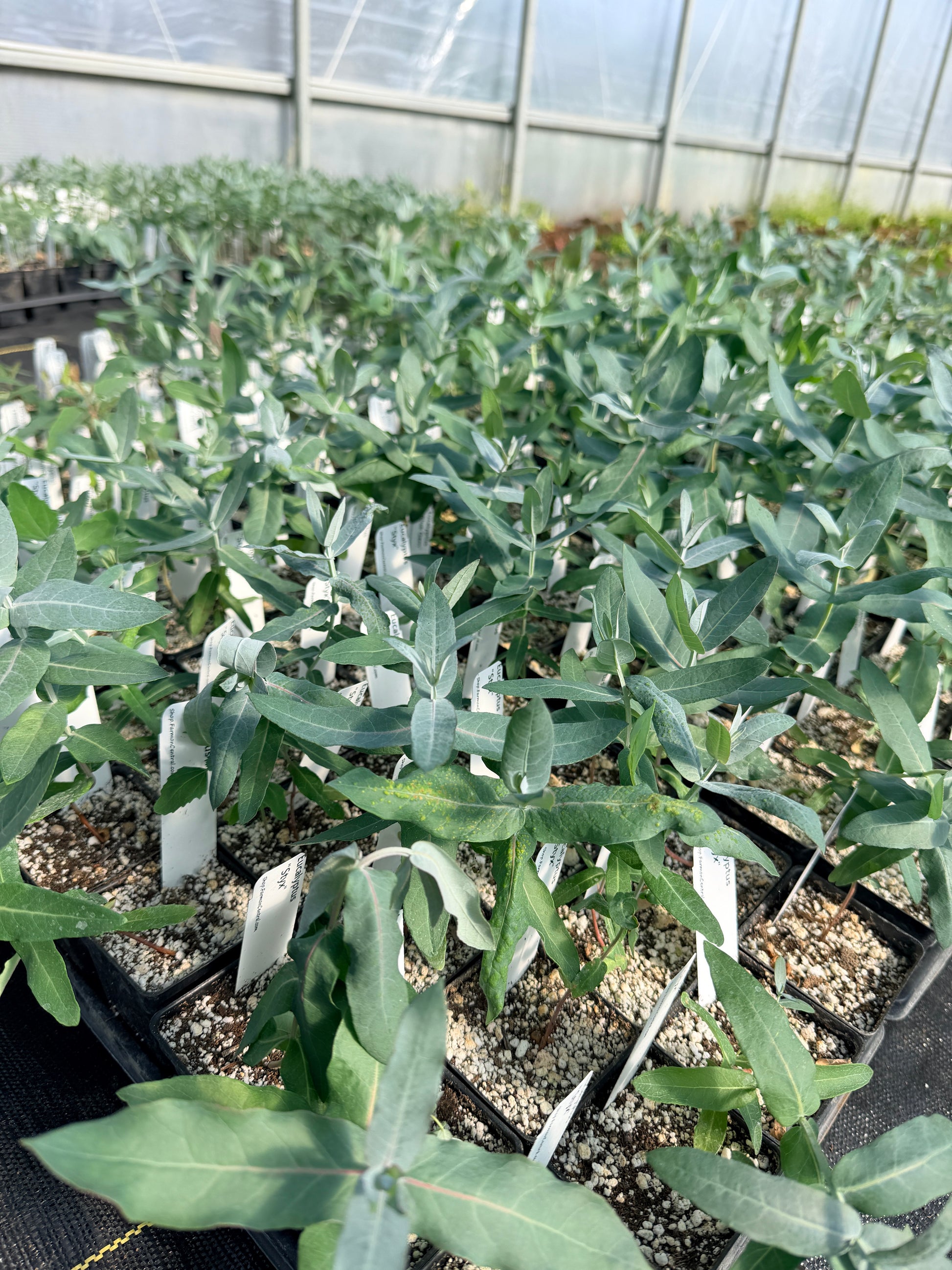 Styx Eucalyptus plants in the greenhouse