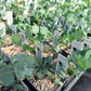 Silver Dollar Eucalyptus