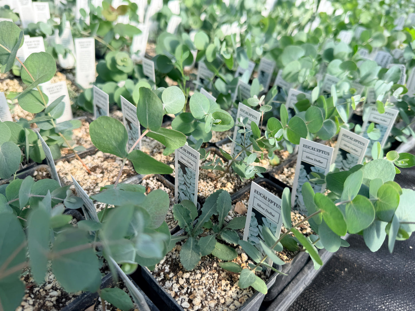 Silver Dollar Eucalyptus