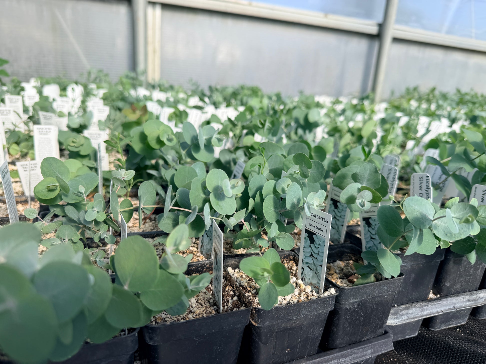 succulent sampler Eucalyptus Plant Sampler – The Farm On Central