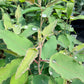 Lemon Bush Eucalyptus