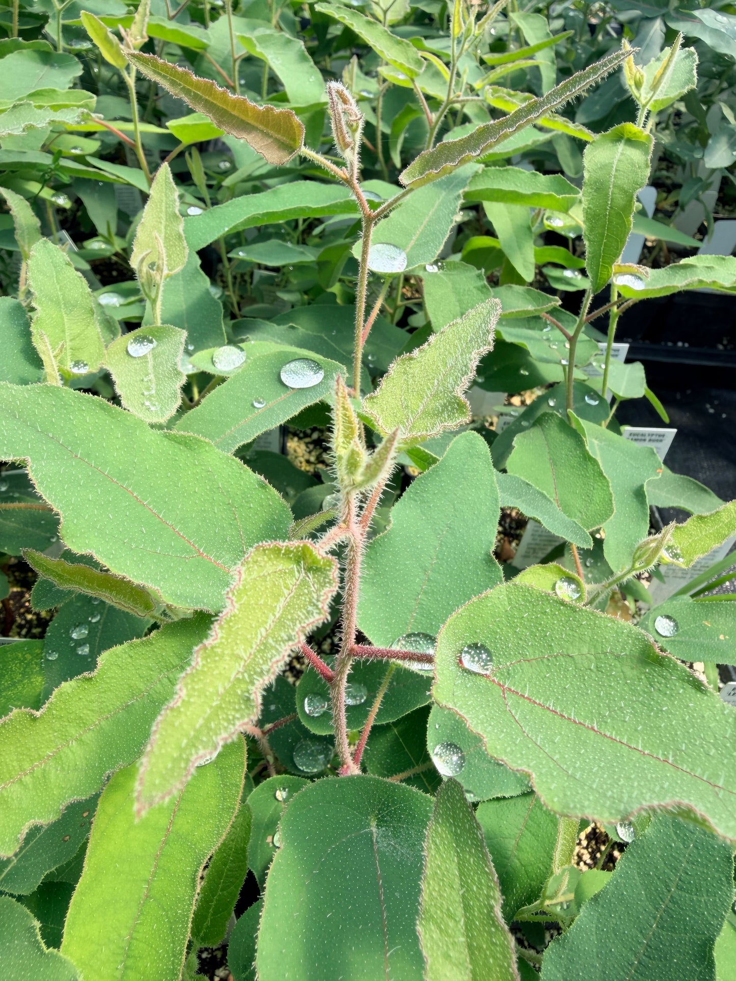 Lemon Bush Eucalyptus