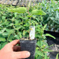 Lemon Bush Eucalyptus