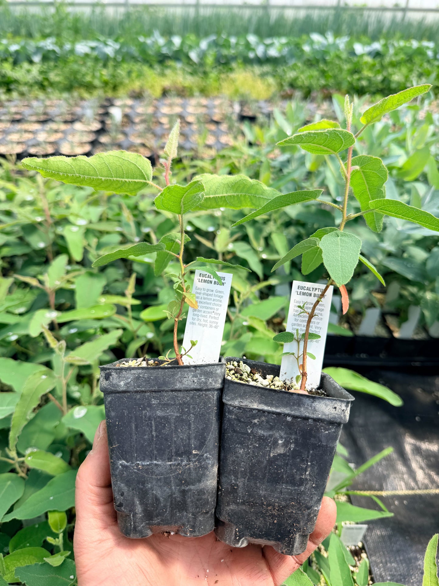 Lemon Bush Eucalyptus