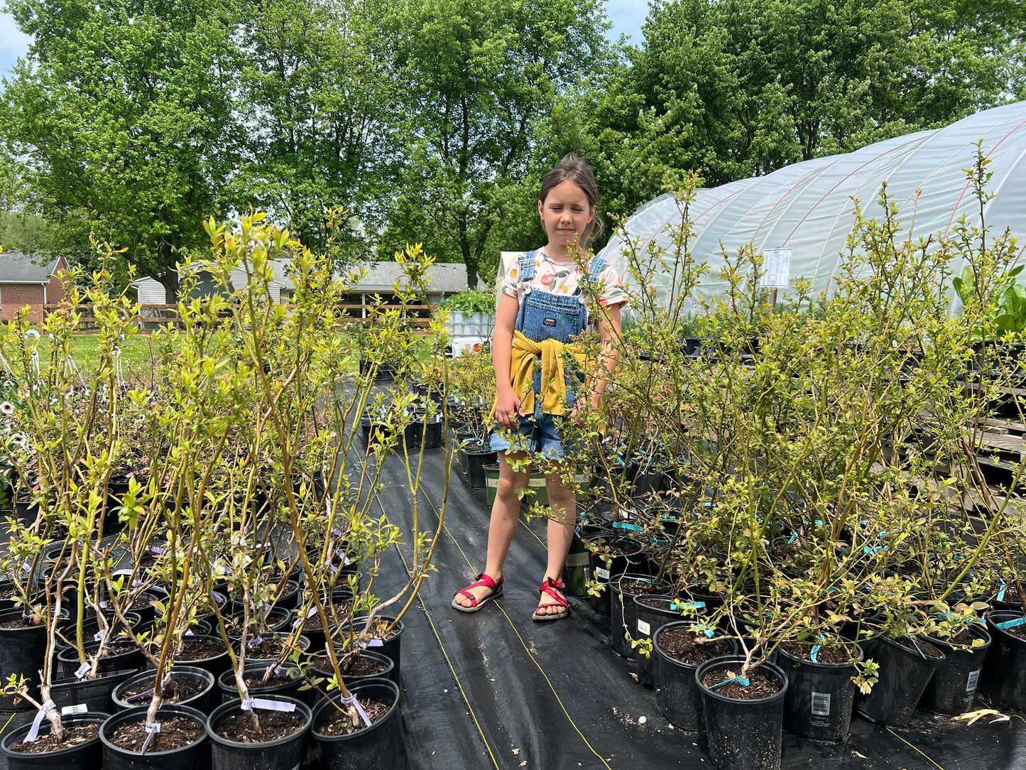 Pink Lemonade Blueberry Plant (Local Pickup Only - NO SHIPPING)