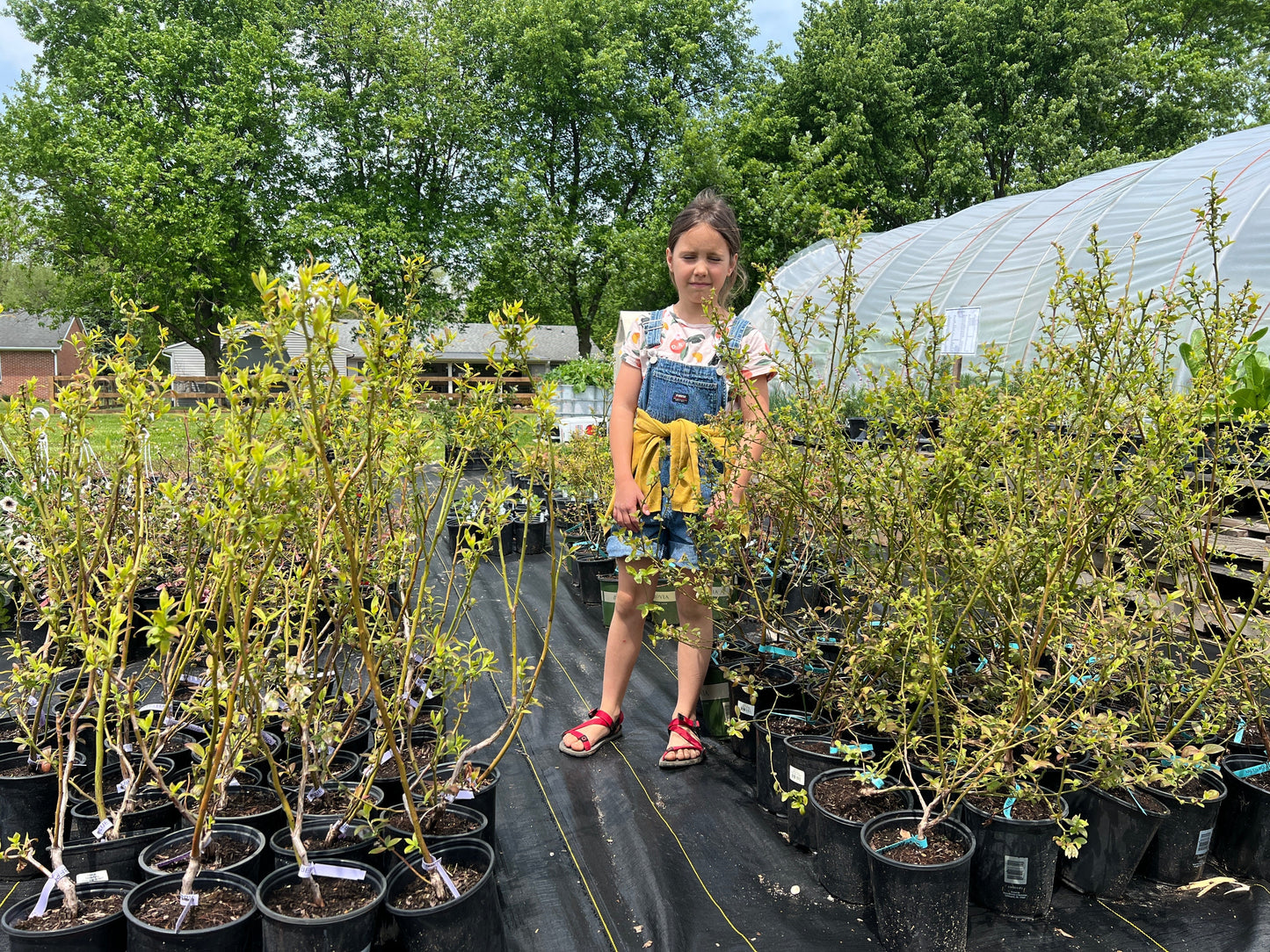 Chandler Blueberry Plant (Local pickup only - NO SHIPPING)