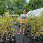North Country Blueberry Plant (Local Pickup Only - NO SHIPPING)