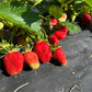 Weed-free Strawberry Cloth