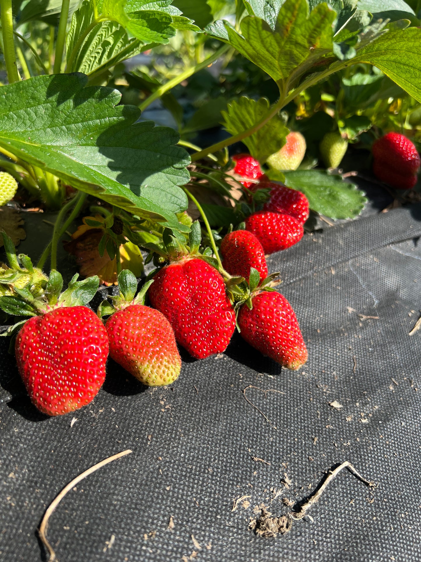 Weed-free Strawberry Cloth