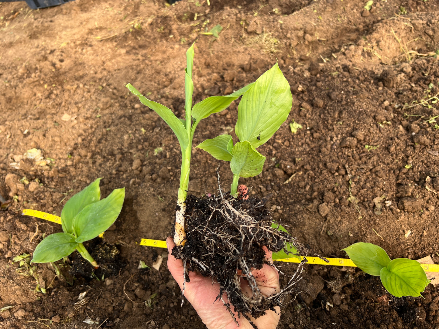 Turmeric Plants - Free Shipping!