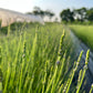 Herbal Tea Garden (Free Shipping)