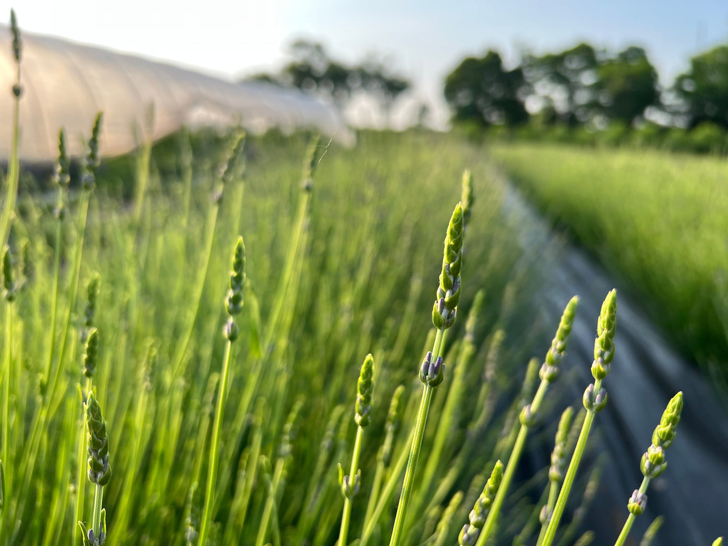 Insect Repellent Garden