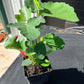 Magnolia Fig