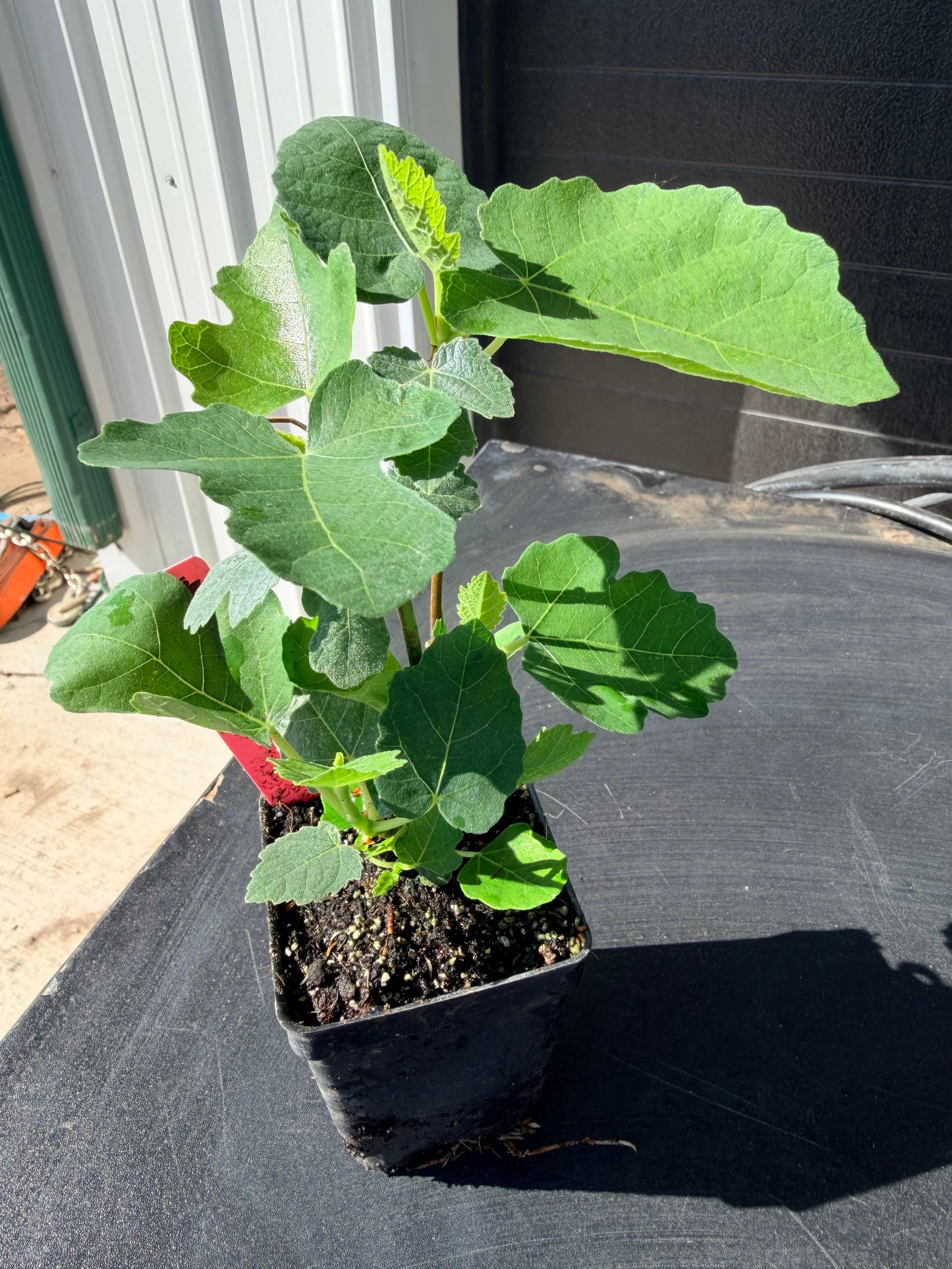 Magnolia Fig