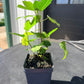 Black Mission Fig