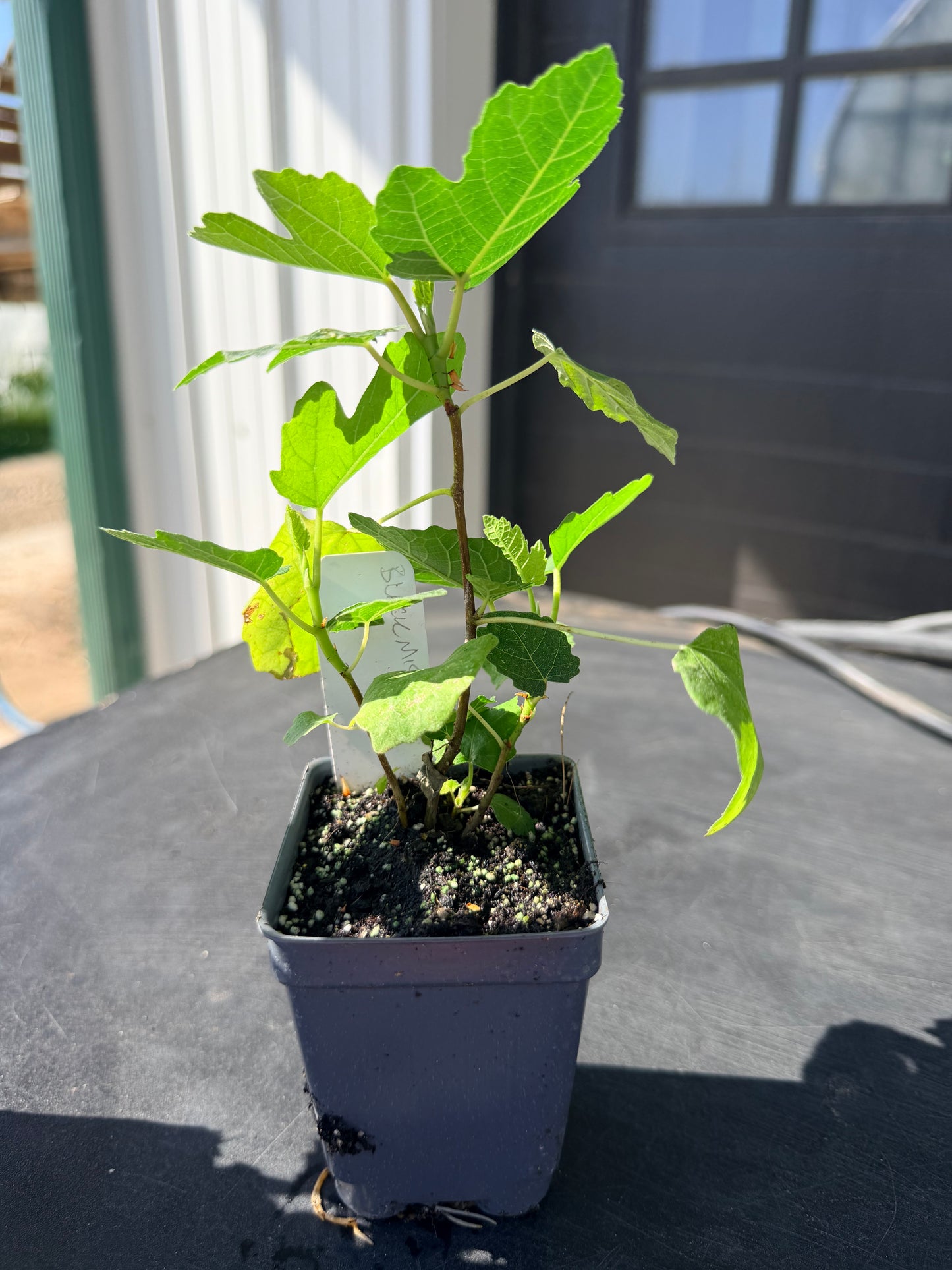 Black Mission Fig