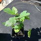 Black Mission Fig