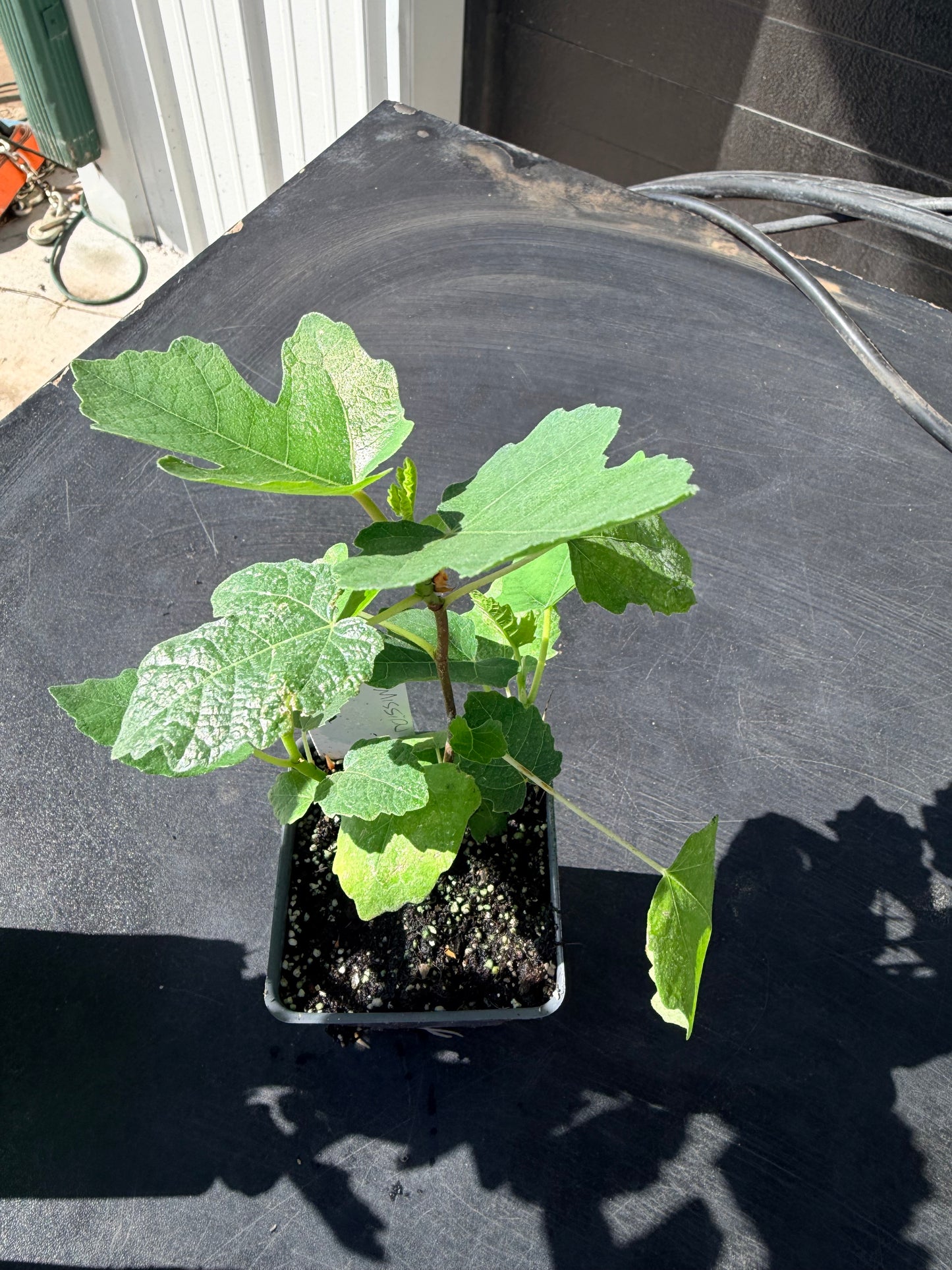 Black Mission Fig