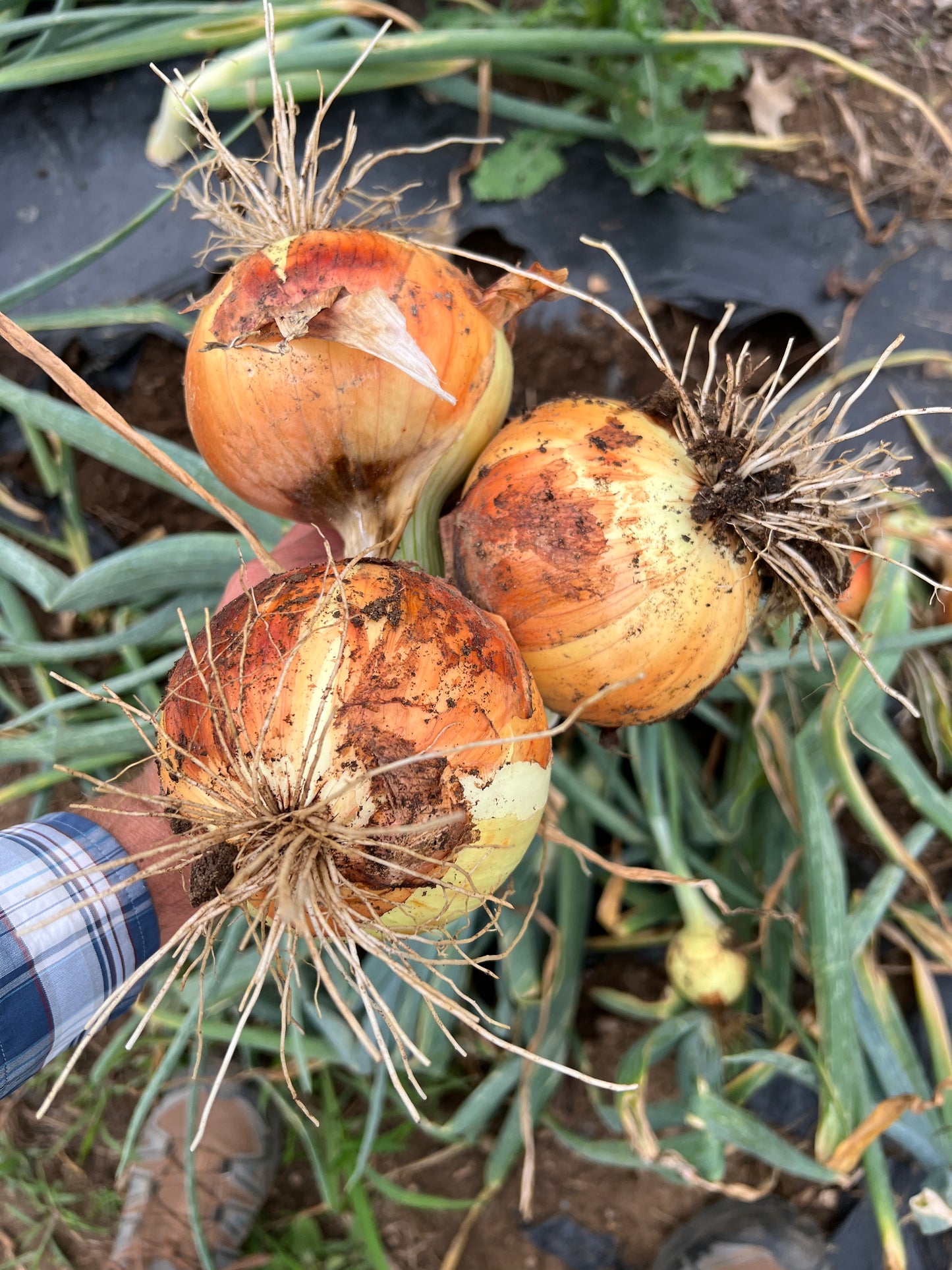 Garlic & Onion Combo Kit