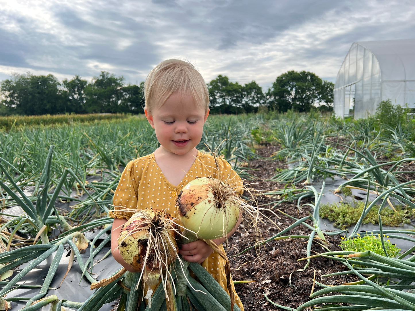 Forum Onion Sets - Dual Use, Time-Tested Garden Essential