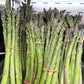 Mary Washington Asparagus