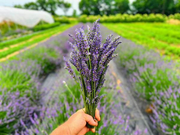 Sensational Lavender Plants – The Farm On Central