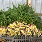 Fresh Baby Ginger Root - Culinary (Pre-Order)