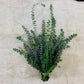Fresh Eucalyptus Stems - Mixed Decor Bundle