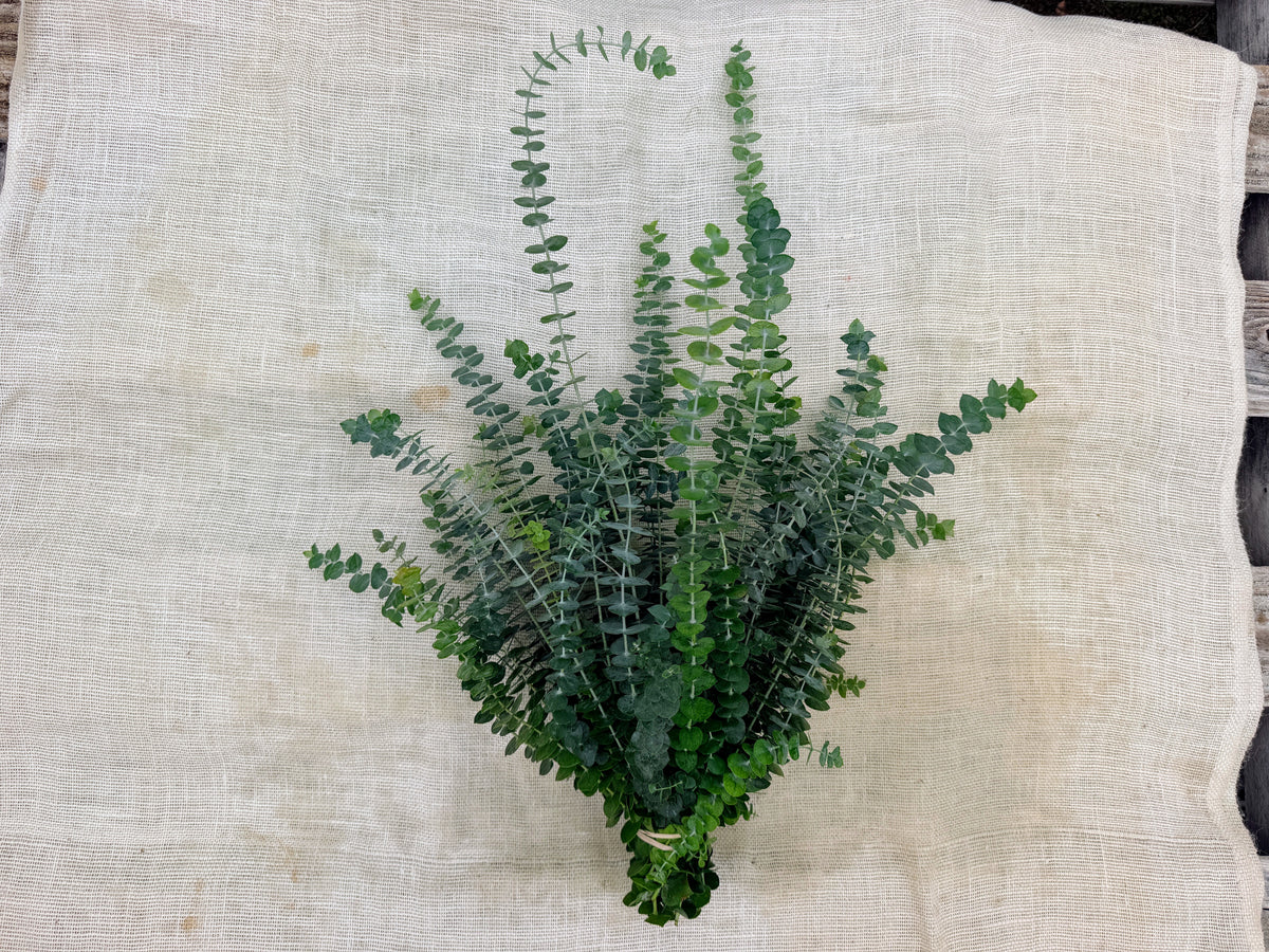 Fresh Eucalyptus Stems - Mixed Decor Bundle