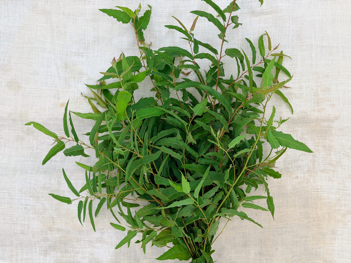Fresh Eucalyptus Stems - Mixed Decor Bundle
