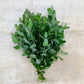Fresh Eucalyptus Stems - Mixed Decor Bundle