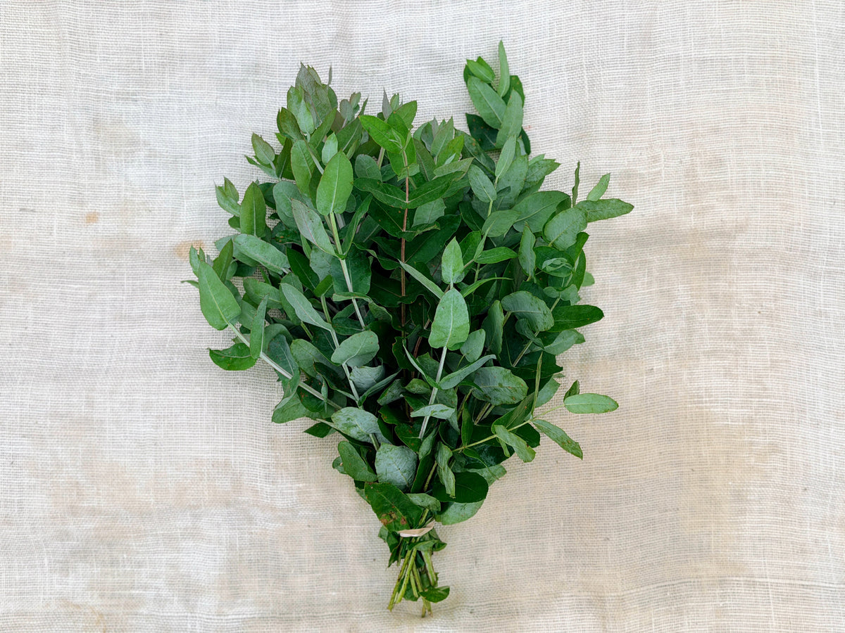 Fresh Eucalyptus Stems - Mixed Decor Bundle