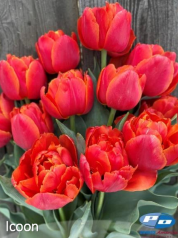 Icoon Tulip Bulbs