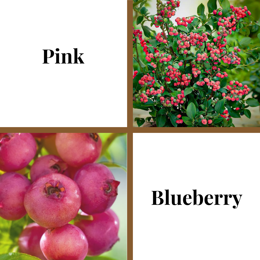 Pink Lemonade Blueberry Plant (Local Pickup Only - NO SHIPPING)