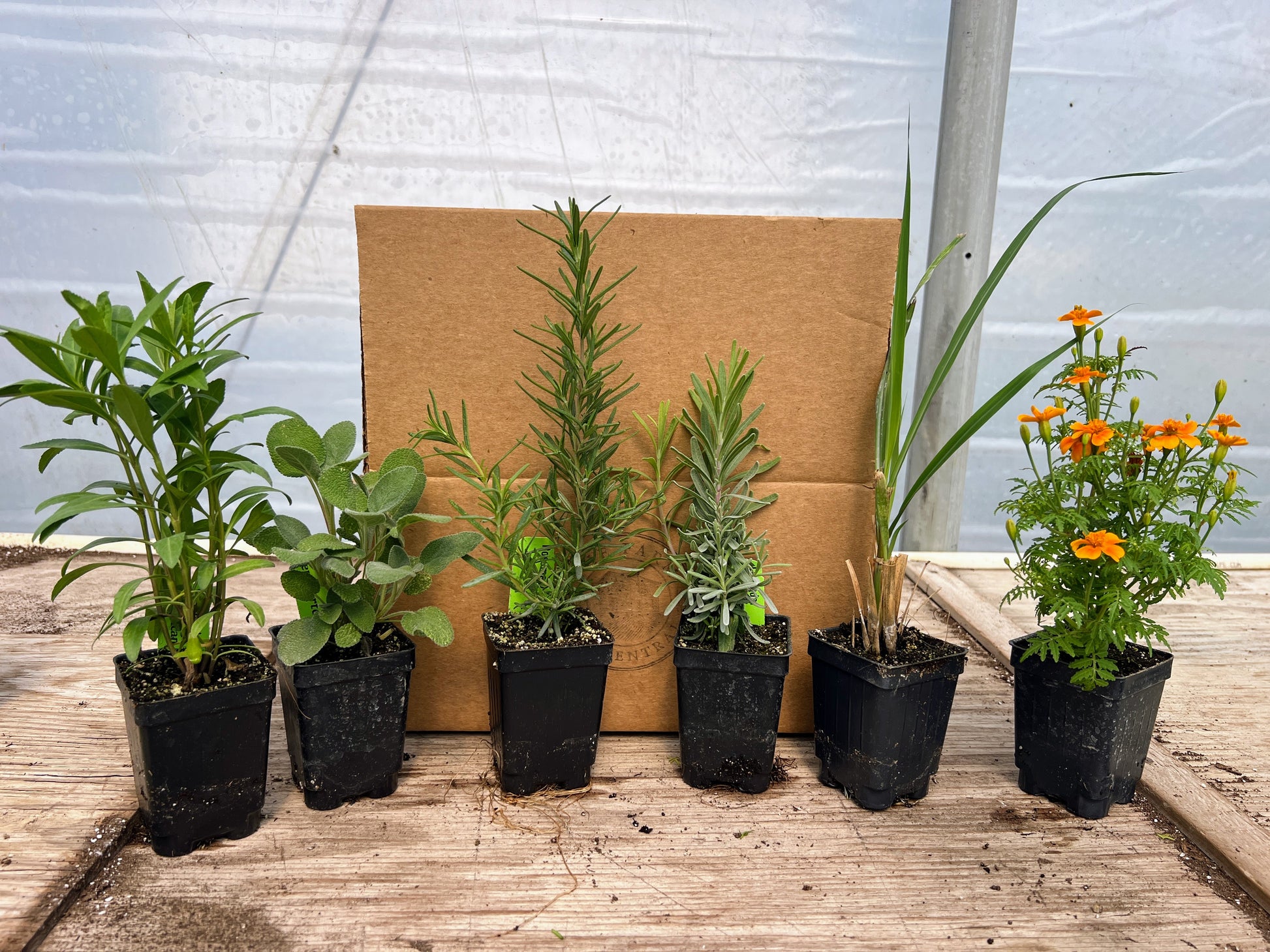 medicinal house plant Medicinal Herb Plant Collection (Free Shipping)