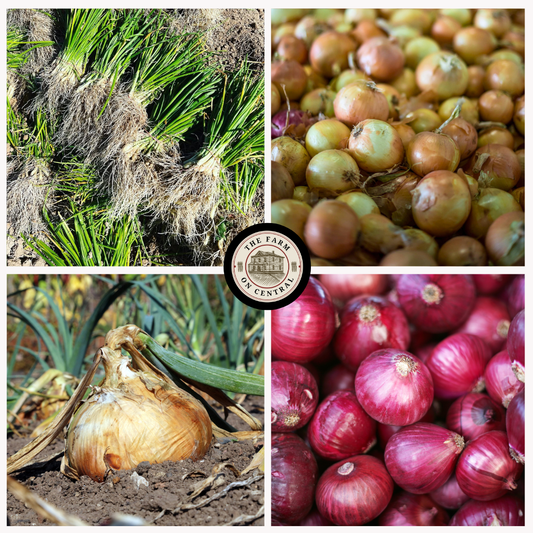 Intermediate Day Onion Bundle