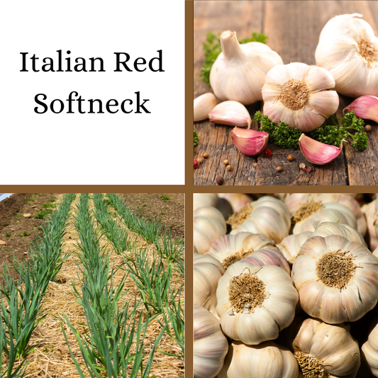 PRE-ORDER: Italian Red Softneck Garlic