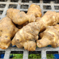 Jerusalem Artichoke Tubers ~PREORDER