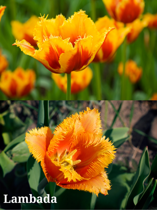 Lambada Tulip Bulbs