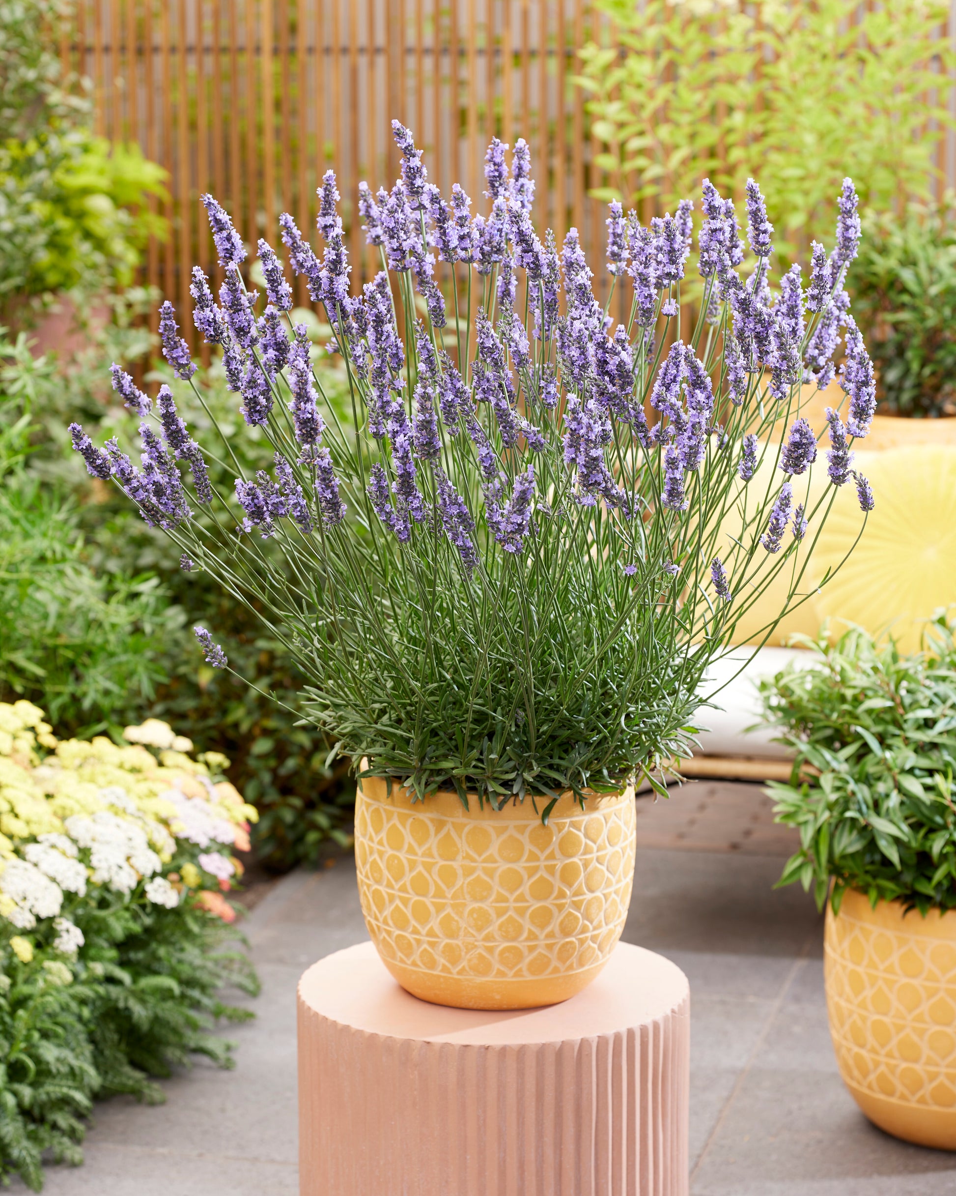 sensational lavender plant care Sensational Lavender Plants