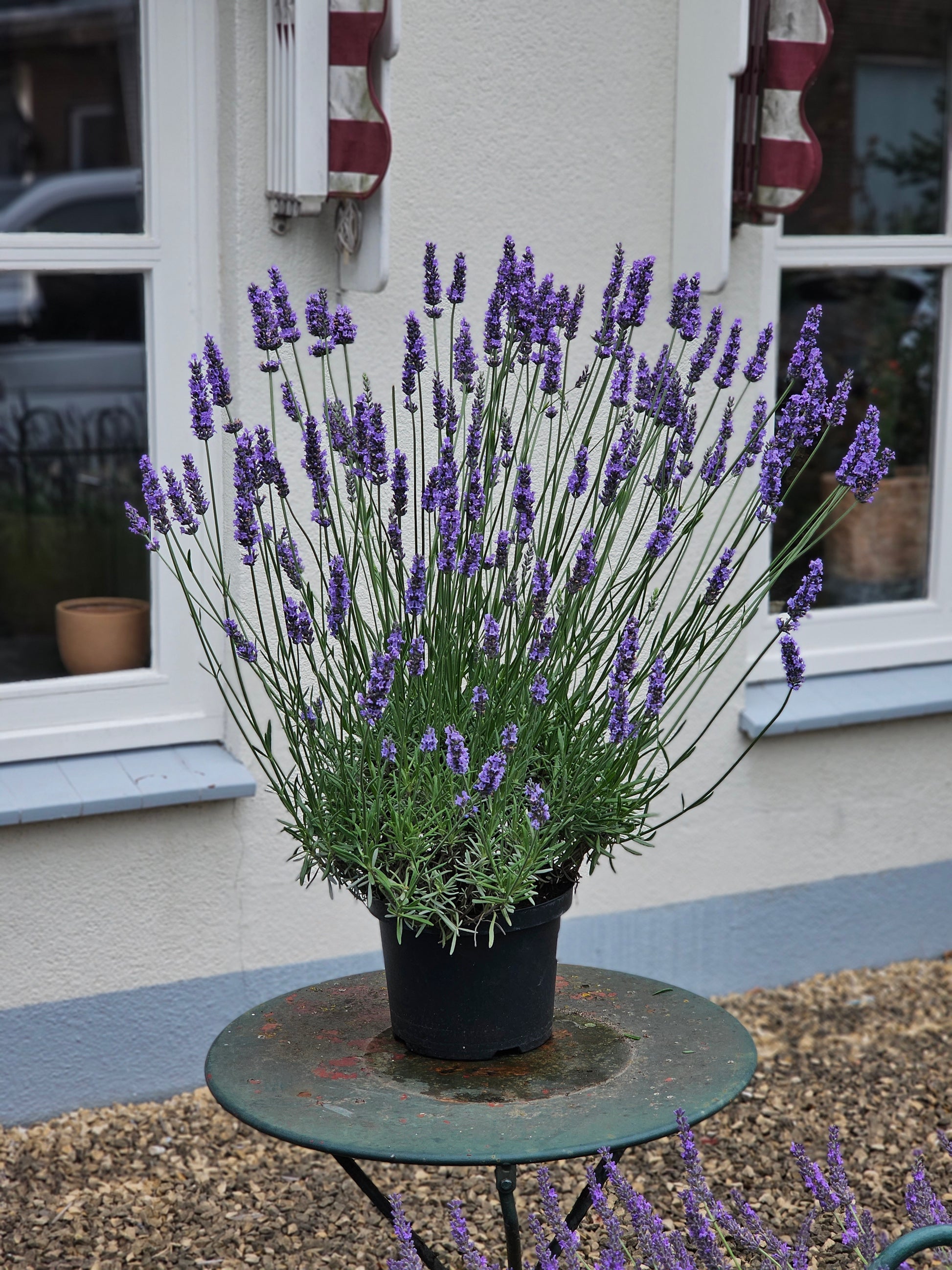 lavender plant zone Sensational Lavender Plants