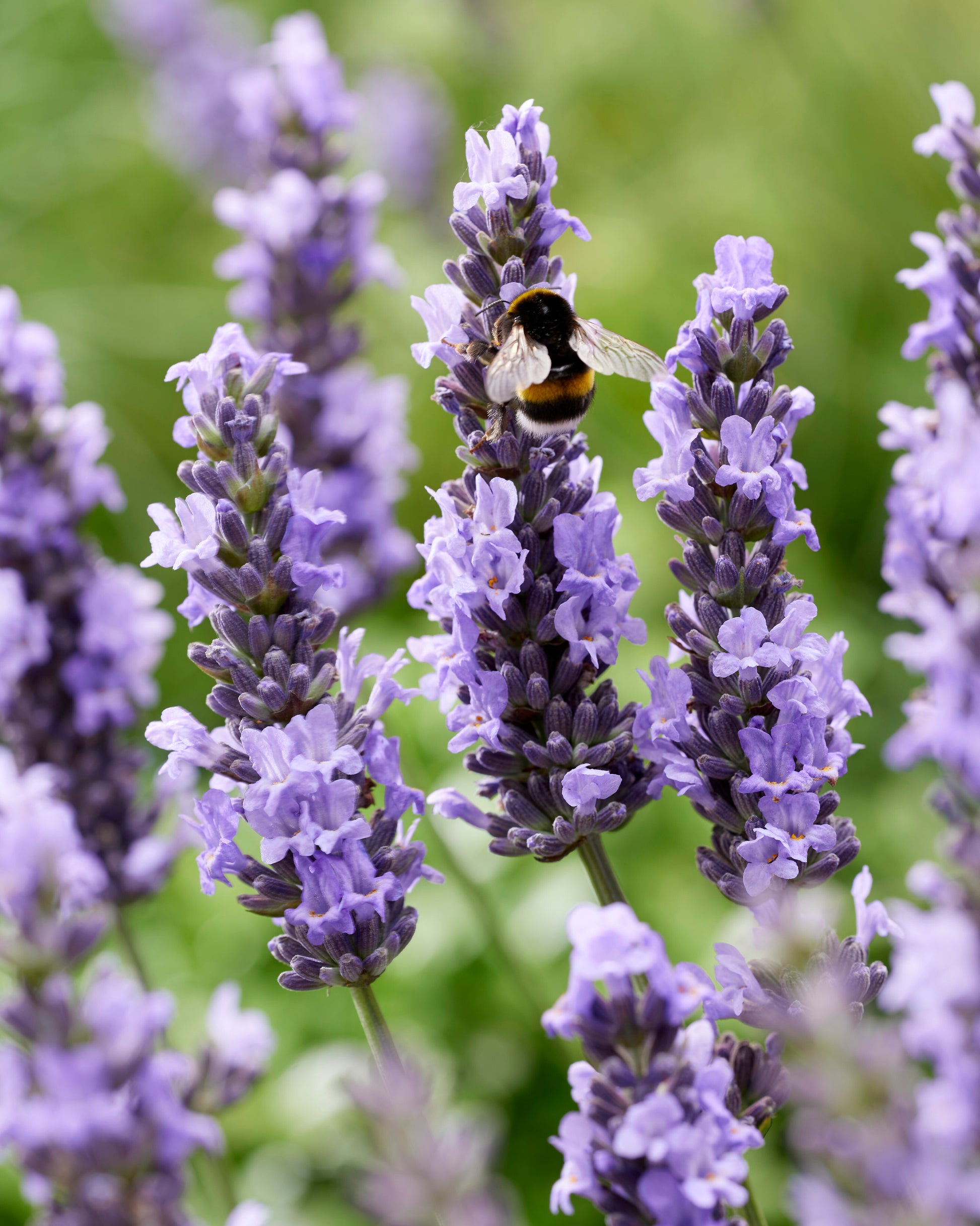 lavender plant zone 3 Lavender Trio