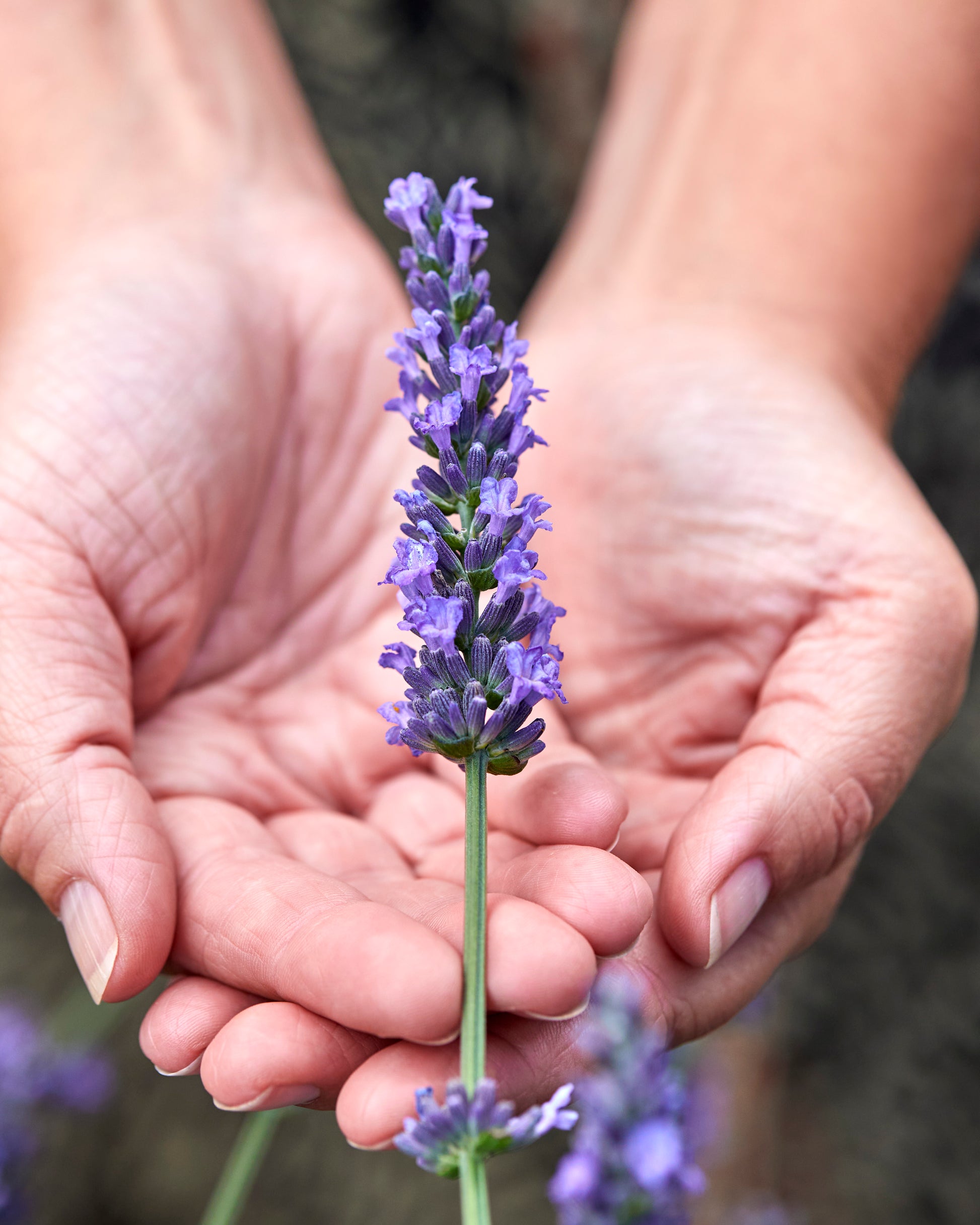 sensational lavender plants for sale Sensational Lavender Plants