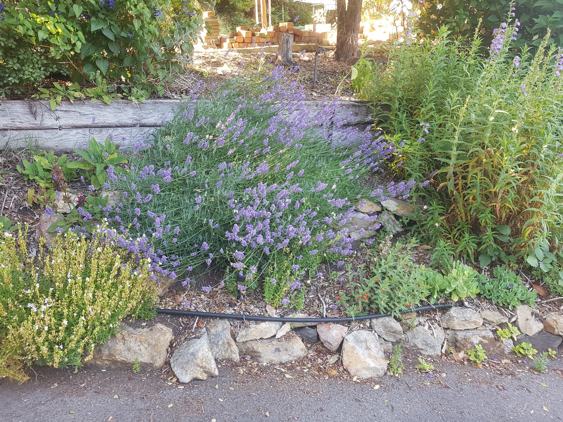 lavender plant height and width Asa Blue® Lavender Plants