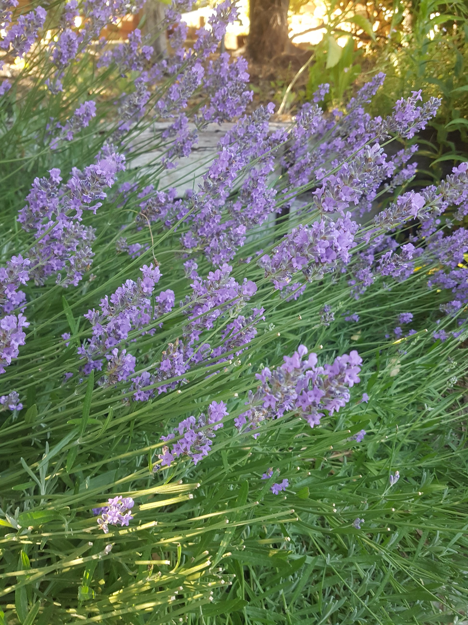 blue lavender plants Asa Blue® Lavender Plants