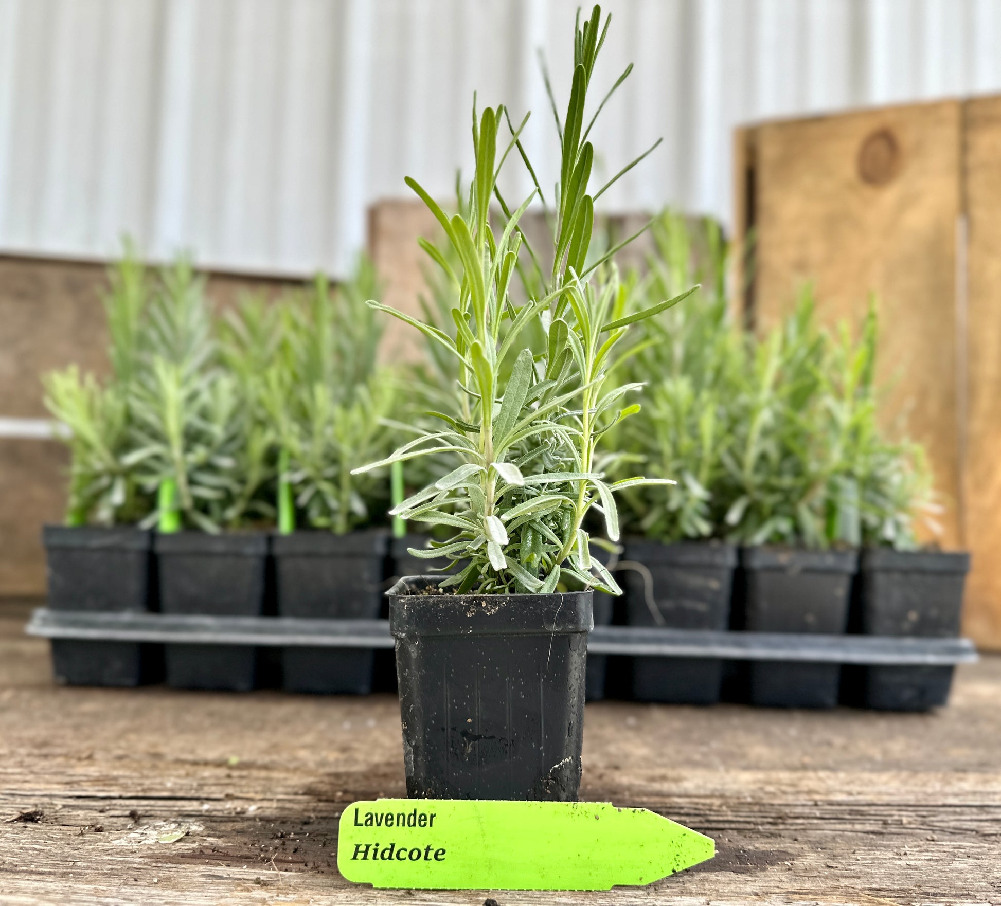 royal velvet lavender plants for sale Royal Velvet Lavender Plant