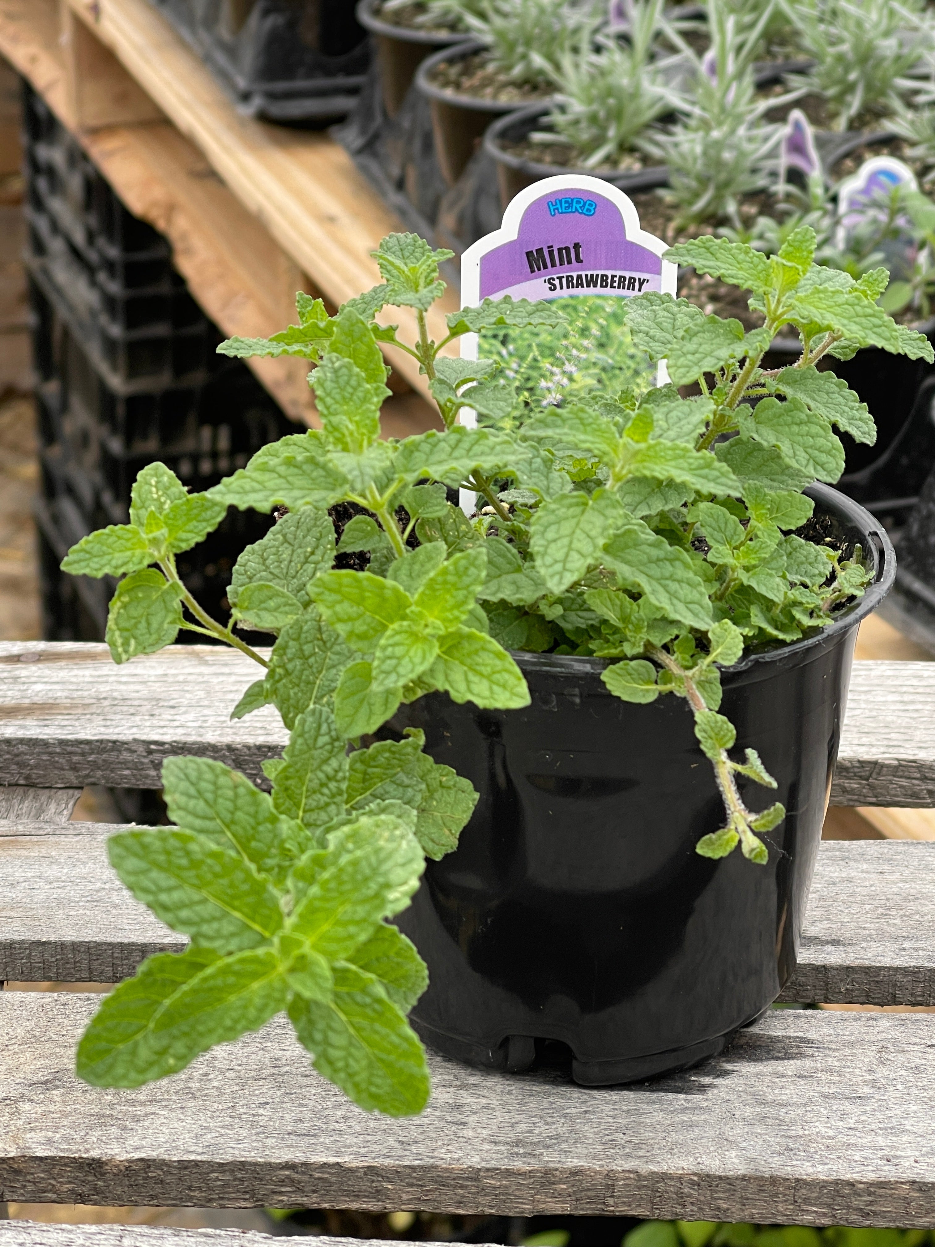 Organic Strawberry Mint Plant 1 count Very Large l . online grown in U.S.A.