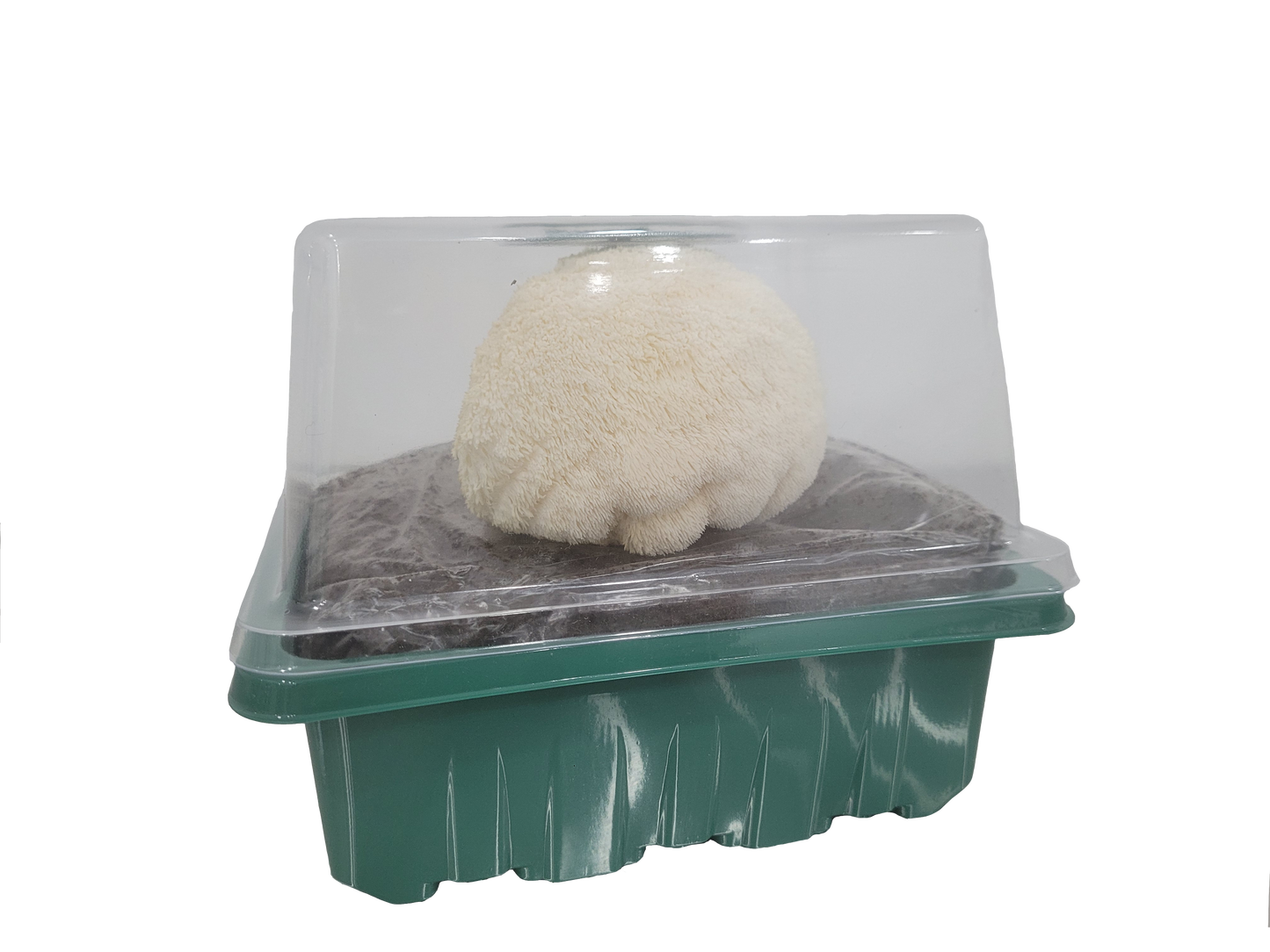 MidAm Mushrooms Countertop Grow Kit